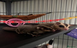 Sugar Glider rodents for sale: 2 happy sugar gliders, girl and boy 17 weeks old - Image 1