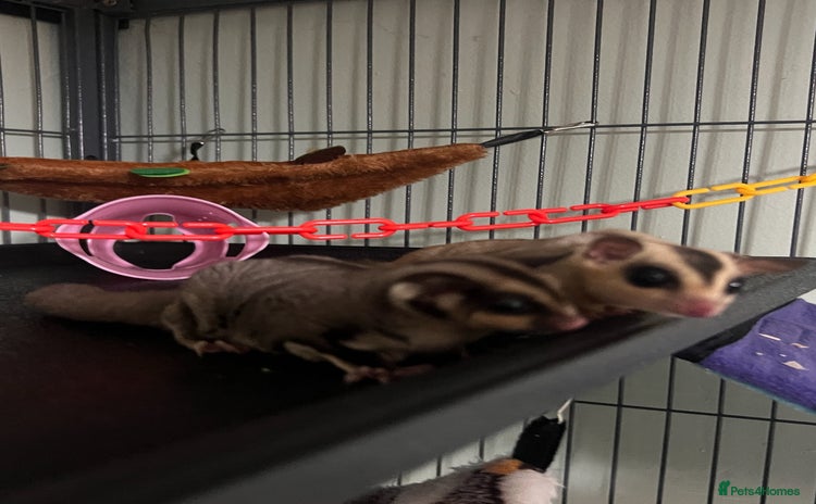 Sugar Glider rodents - Advert 1