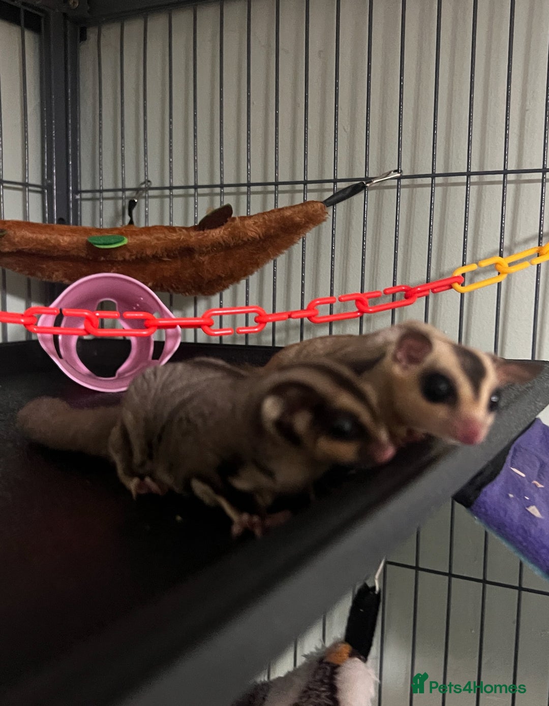 Sugar Glider rodents for sale: 2 happy sugar gliders, girl and boy 17 weeks old - Image 1