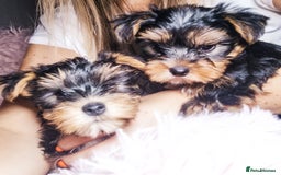 Yorkshire Terrier dogs for sale: Adorable Yorkshire terrier puppies  - Image 1