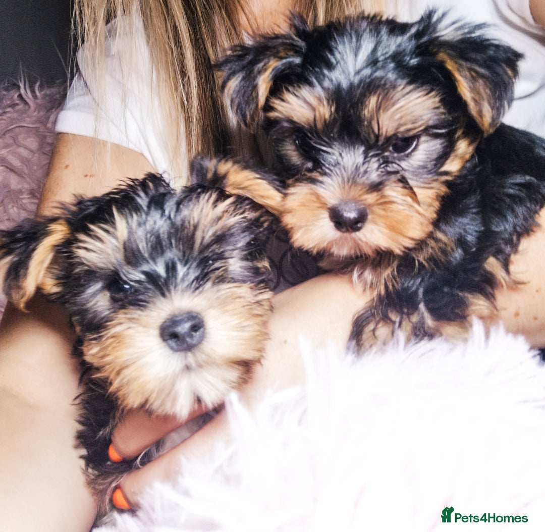 Yorkshire Terrier dogs for sale: Adorable Yorkshire terrier puppies  - Image 1