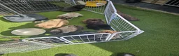 Chow Chow dogs for sale: Chows - Advert 3