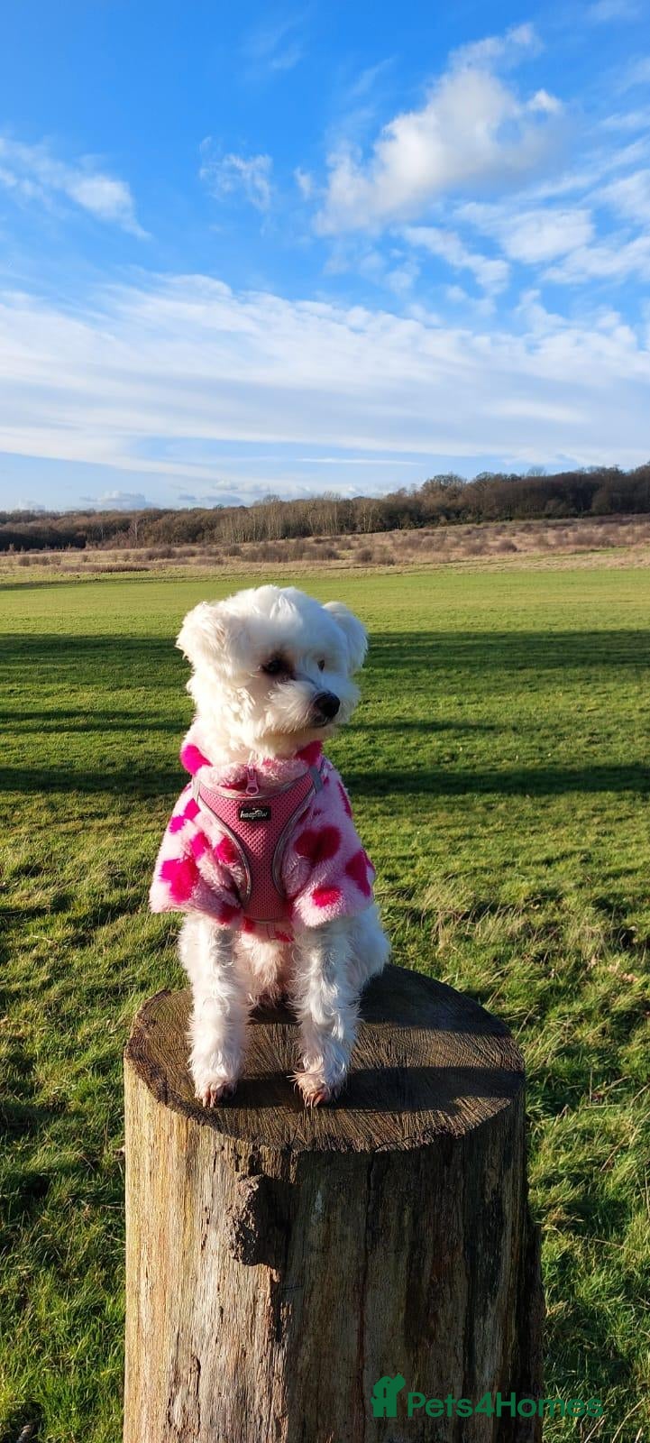 Mixed Breed dogs Maltipoo ready to leave in 2 weeks! - Advert 2
