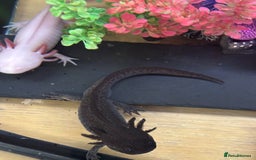 Axolotl reptiles for sale: 2 male Axolotls with full set up  - Image 3