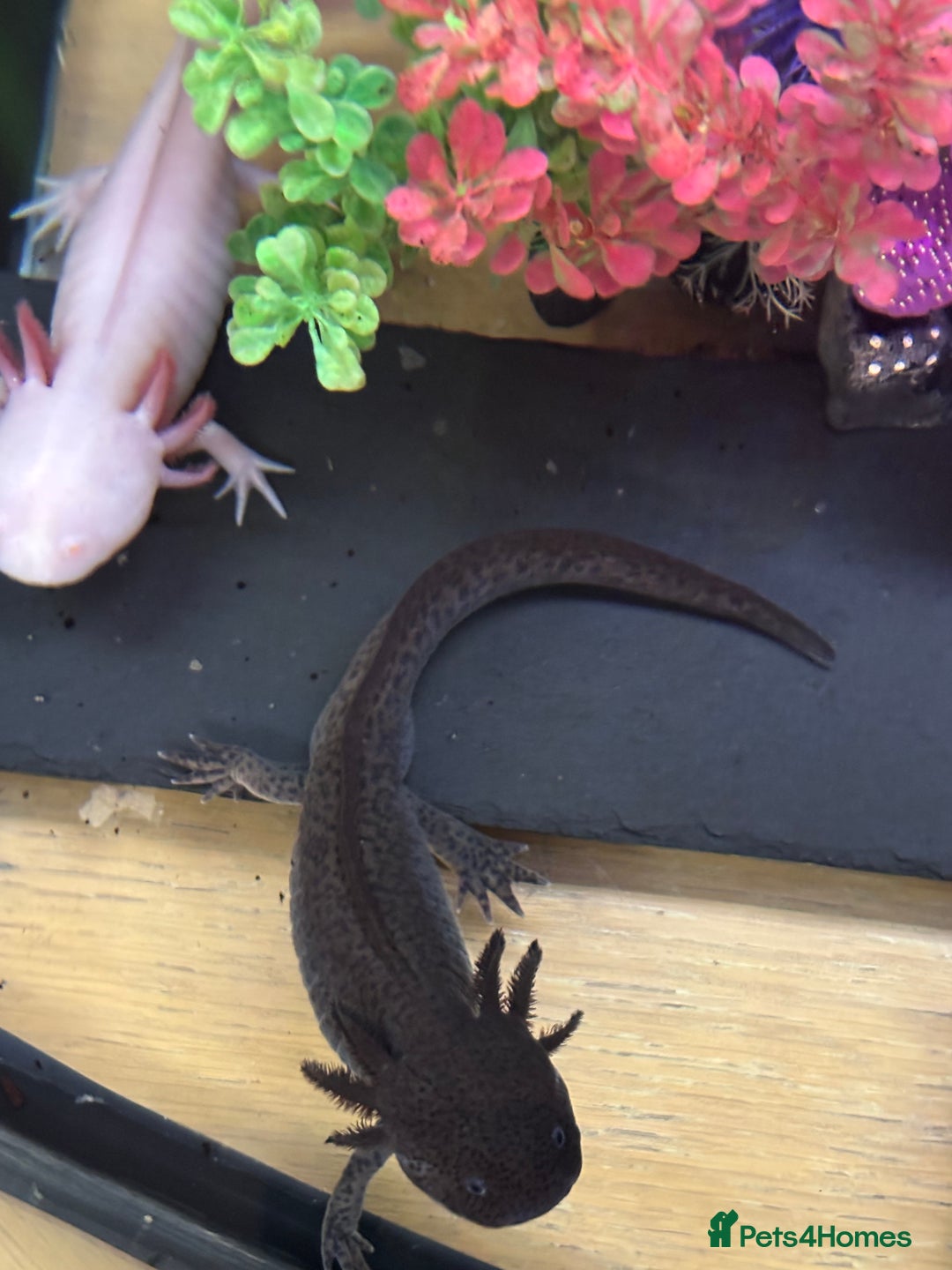 Axolotl reptiles for sale: 2 male Axolotls with full set up  - Image 3