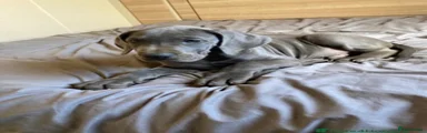 Great Dane 3
