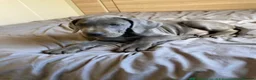Great Dane dogs for sale: Blue Great Dane puppies  - Advert 4