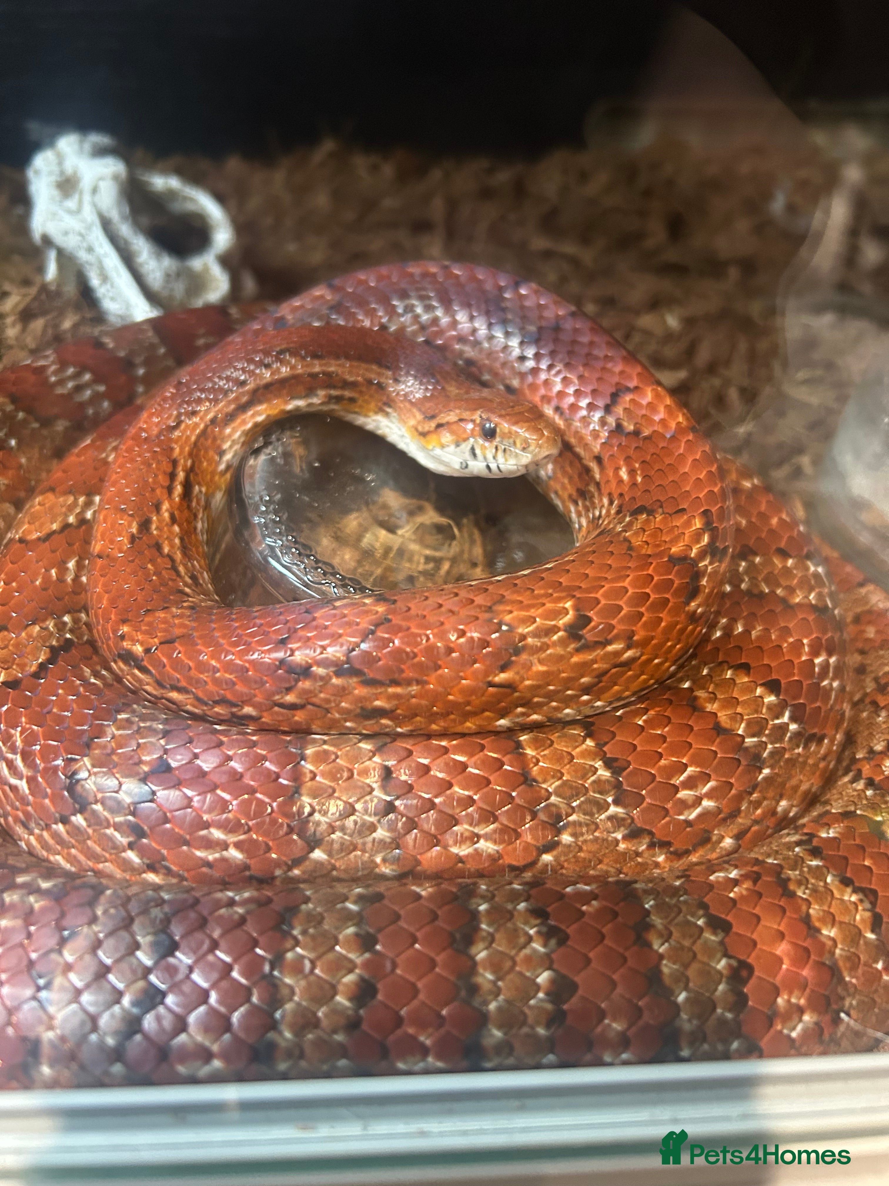 Corn Snake reptiles Corn snake for rehome to a good home  in Aldershot - Advert 1