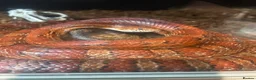 Corn Snake reptiles for sale: Corn snake for rehome to a good home  in Aldershot - Advert 1