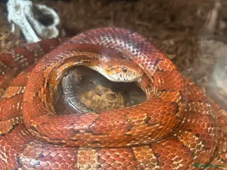 Corn Snake reptiles Corn snake for rehome to a good home in Aldershot - Advert 1