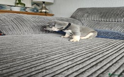 French Bulldog dogs for sale: Gorgeous frenchie pups  - Image 32