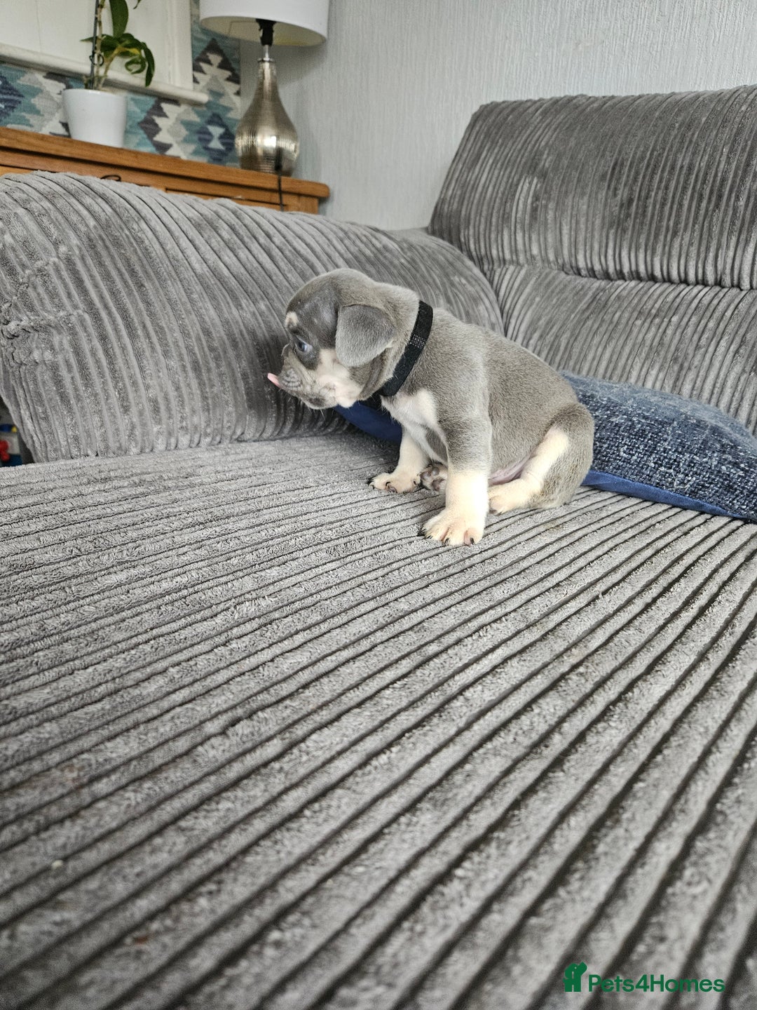 French Bulldog dogs for sale: Gorgeous frenchie pups  - Image 32