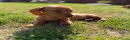 Miniature Dachshund dogs for sale: READY TO LEAVE🏆💙💖 KC REG 5 STAR BREEDER💙💖🏆 - Advert 35