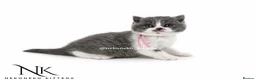 British Shorthair cats for sale: 10 Week old GCCF REG BSH KITTENS  - Advert 16