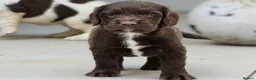 Sprocker dogs for sale: Gorgeous sprockers in Rossendale - Advert 6