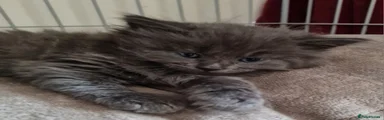 FLUFFY !