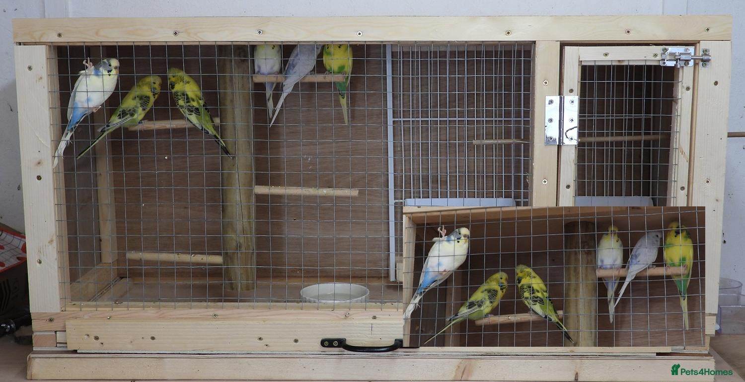 Budgerigars birds Budgie Cage & Six Mature Hens - Advert 2