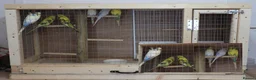 Budgerigars birds for sale: Budgie Cage & Six Mature Hens - Advert 2