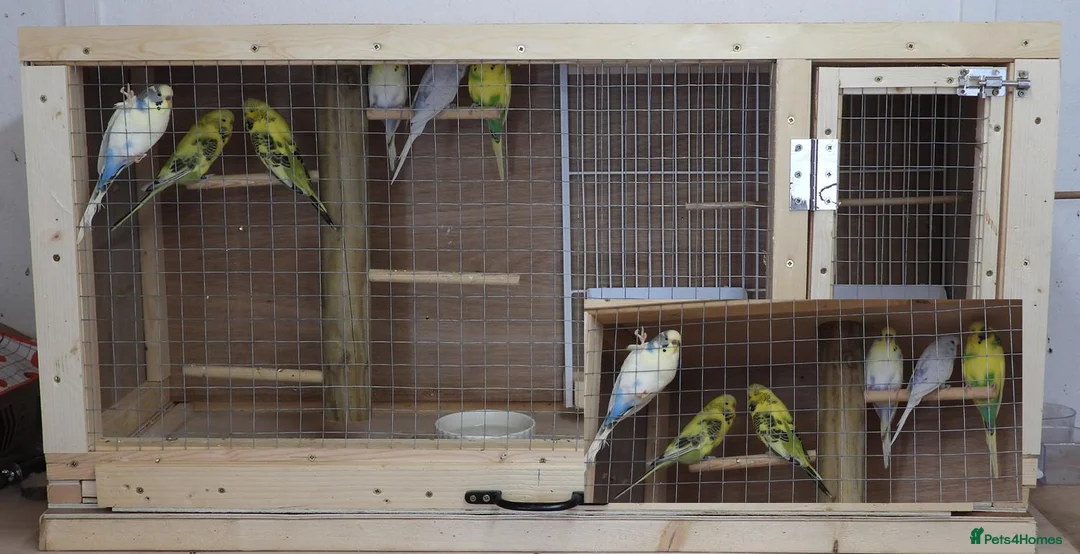Budgerigars birds for sale: Budgie Cage & Six Mature Hens - Advert 2