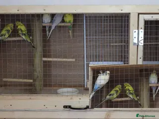 Budgerigars birds Budgie Cage & Six Mature Hens - Advert 2