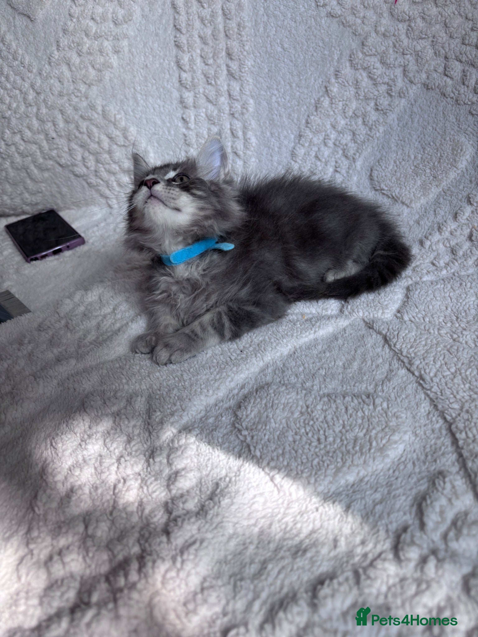 Maine Coon cats Lovely Maine Coon kittens in rare colours  - Advert 6
