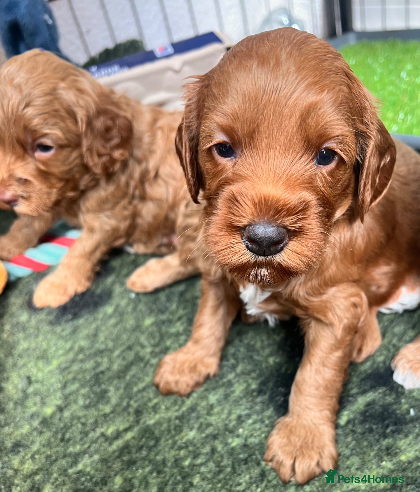 Australian Labradoodle dogs Tiny Tails,Big♥️Australian labradoodle - Advert 6
