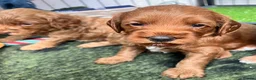 Australian Labradoodle dogs for sale: Last minute cancellation💙♥️Australian labradoodle - Advert 23
