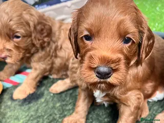 Australian Labradoodle dogs Tiny Tails,Big♥️Australian labradoodle - Advert 6