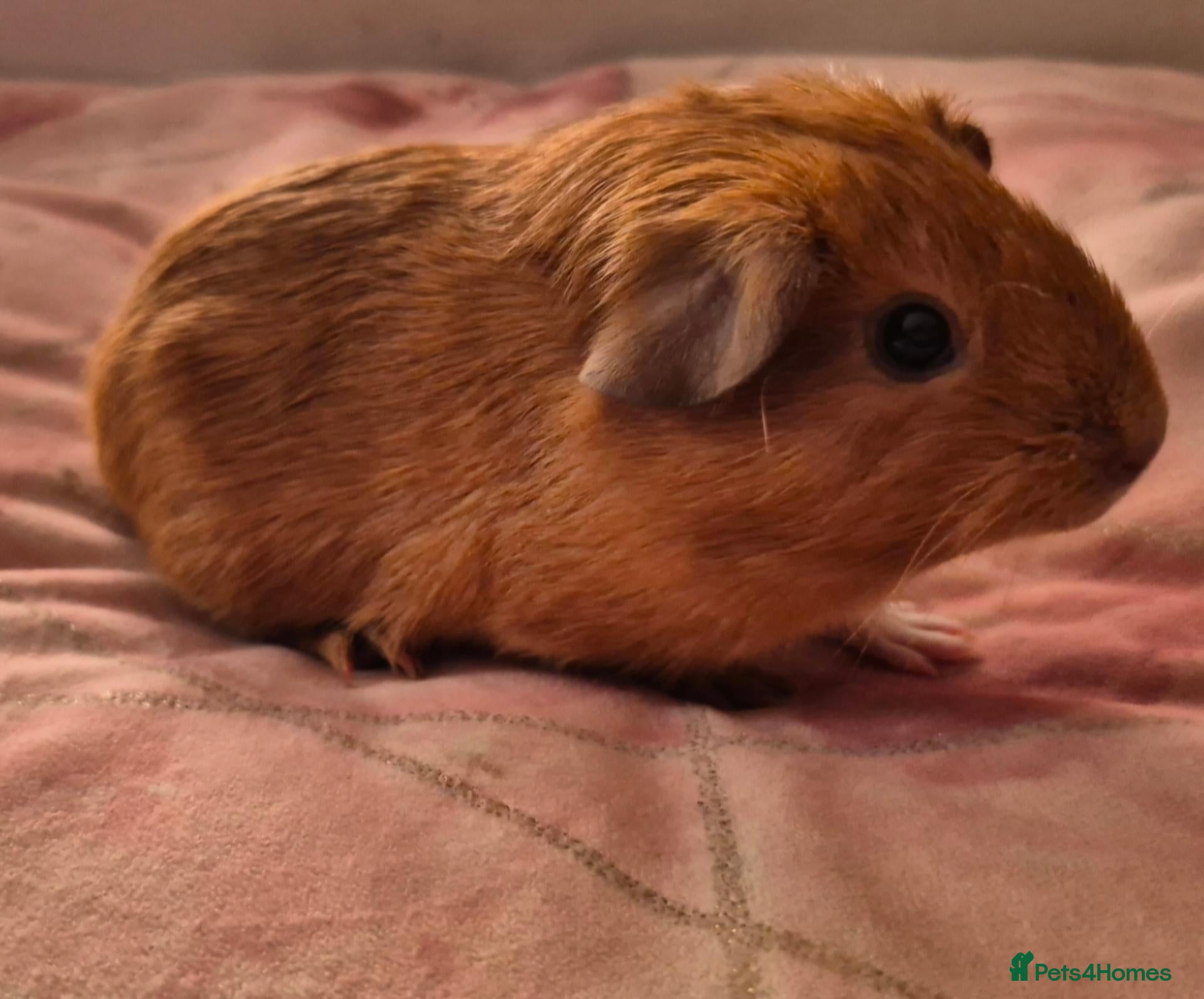 Guinea Pig rodents for sale: Four stunning baby guinea pigs 👀🏡 - Advert 1