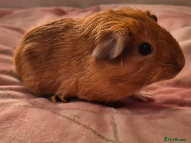 Guinea Pig rodents for sale: Four stunning baby guinea pigs 👀🏡 - Advert 1