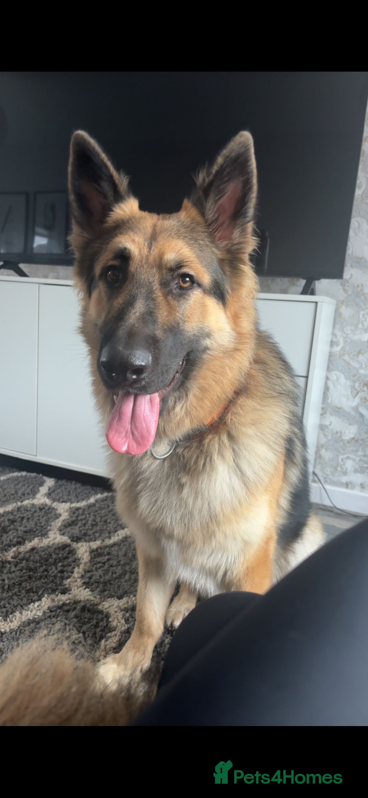 German Shepherd dogs Looking to stud our boy out - Advert 2