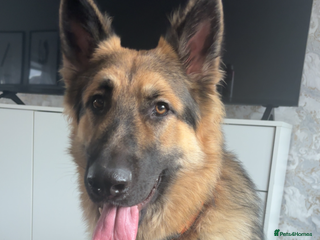 German Shepherd dogs Looking to stud our boy out - Advert 3