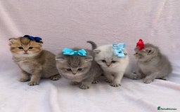 British Shorthair cats for sale: 🤍 Pedigree GCCF blue golden British shorthair  - Advert 19