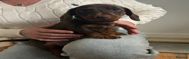 Miniature Dachshund 2