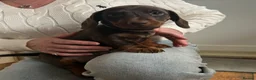 Miniature Dachshund dogs for sale: Beautiful brown short haired miniature dachshunds in Darlington - Advert 4