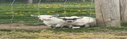 Goats livestock for sale: Pigmy goat twins - Advert 2