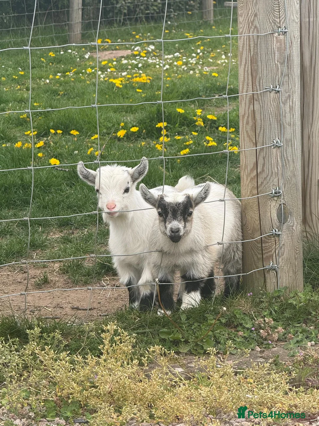 Goats livestock for sale: Pigmy goat twins - Advert 2