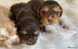 Cocker Spaniel dogs for sale: KC Health Tested Show Cocker Spaniels  - Image 10