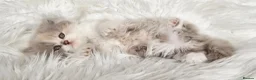 British Shorthair cats for sale: Stunning loving British longhair  - Advert 6