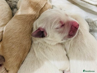 Golden Retriever dogs Golden retriever puppies - Advert 3