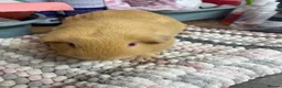 Guinea Pig rodents for sale: Beautiful Guinea Pig Boys - Advert 5