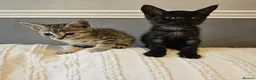 Mixed Breed cats for sale: Maincoon cross kittens ( For sale ) - Advert 4
