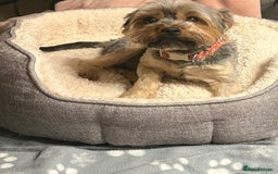 Yorkshire Terrier dogs for sale: Tiny Yorkshire Terriers for sale - Image 12