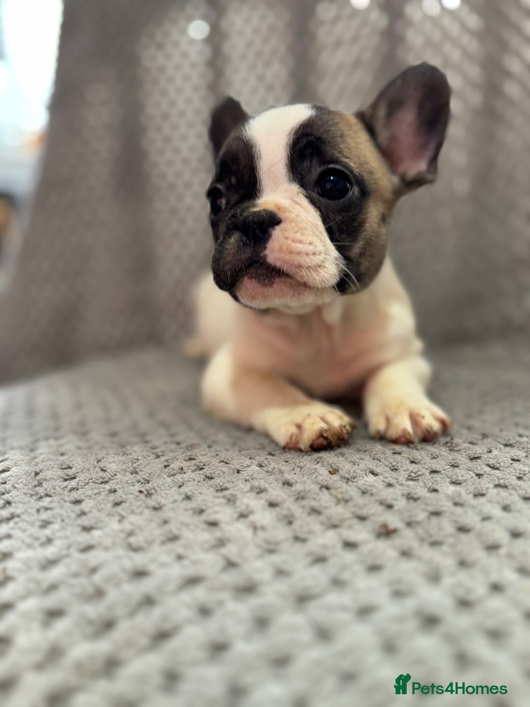 French Bulldog dogs for sale: FRENCH BULLDOG 🐶 - Advert 13