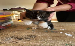 British Shorthair cats for sale: It’s a British short hair  - Image 7