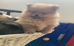 Pomeranian dogs for sale: READY NOW! kc reg STUNNING Pomeranian puppies  - Image 33