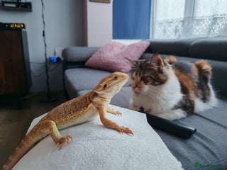 Maine Coon cats Beautiful Maine Coon Kittens - Advert 5