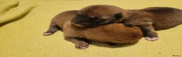 Japanese Shiba Inu dogs for sale: Japanese Shiba Inu Puppies  in Doncaster - Advert 2