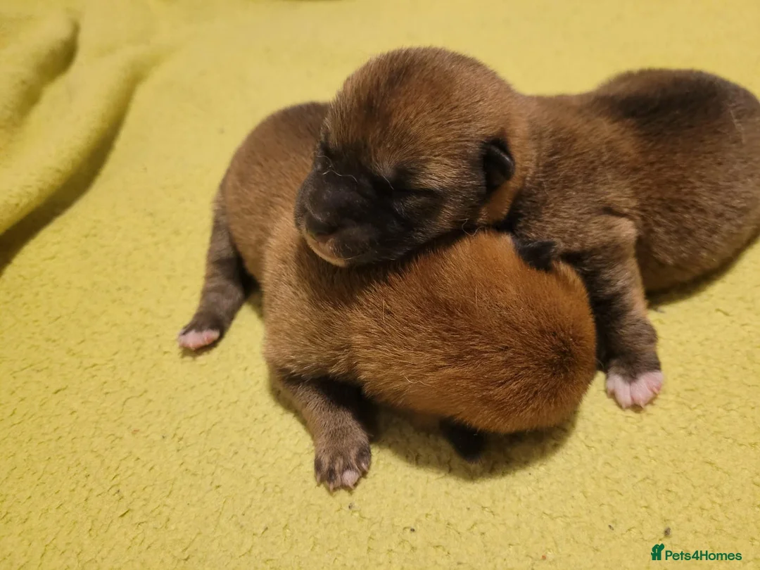 Japanese Shiba Inu dogs for sale: Japanese Shiba Inu Puppies  in Doncaster - Advert 2