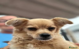 Mixed Breed dogs for adoption: Bambi - In Ayr looking for a home  - Image 9